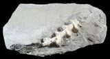 Archimedes Screw Bryozoan Fossil - Illinois #53351-1